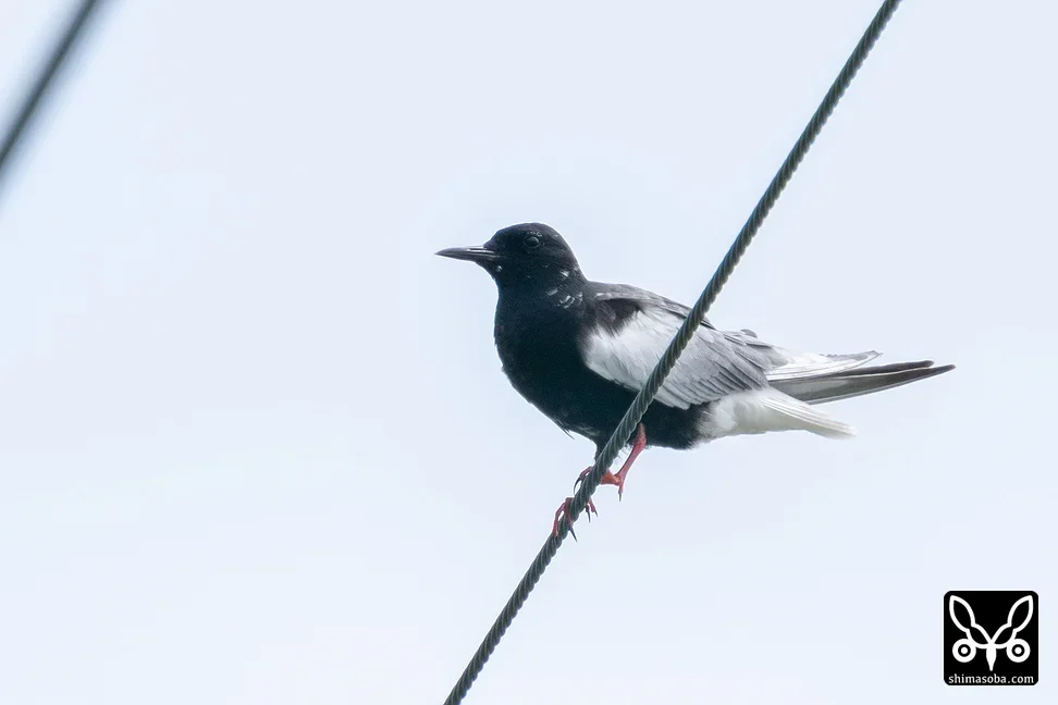 ハジロクロハラアジサシ