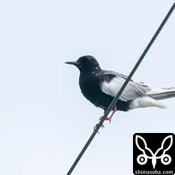 ハジロクロハラアジサシ