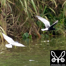 ハジロクロハラアジサシ(右)とクロハラアジサシのタンデム飛行。背中の色の違いが分かります。そしてハジロクロハラアジサシの脇や腹などは真っ黒です。