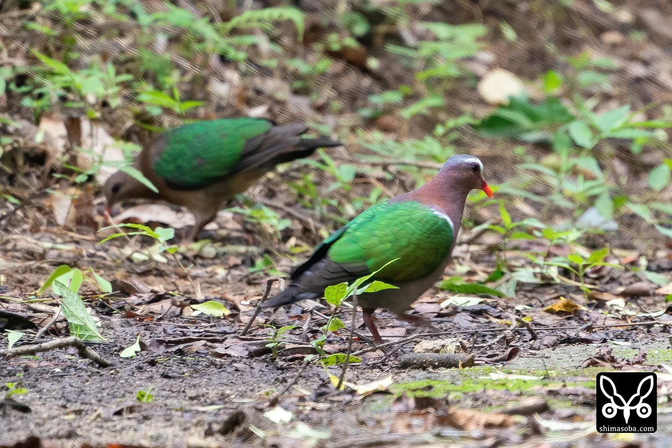 キンバト