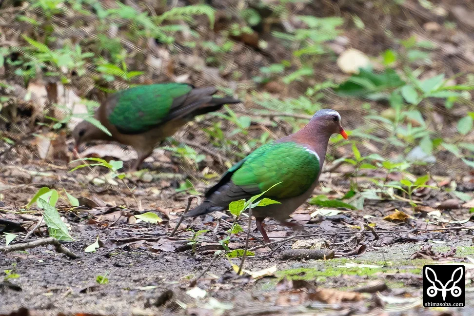 キンバト