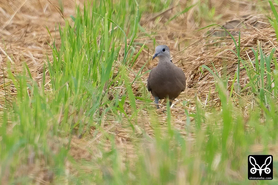 ベニバト
