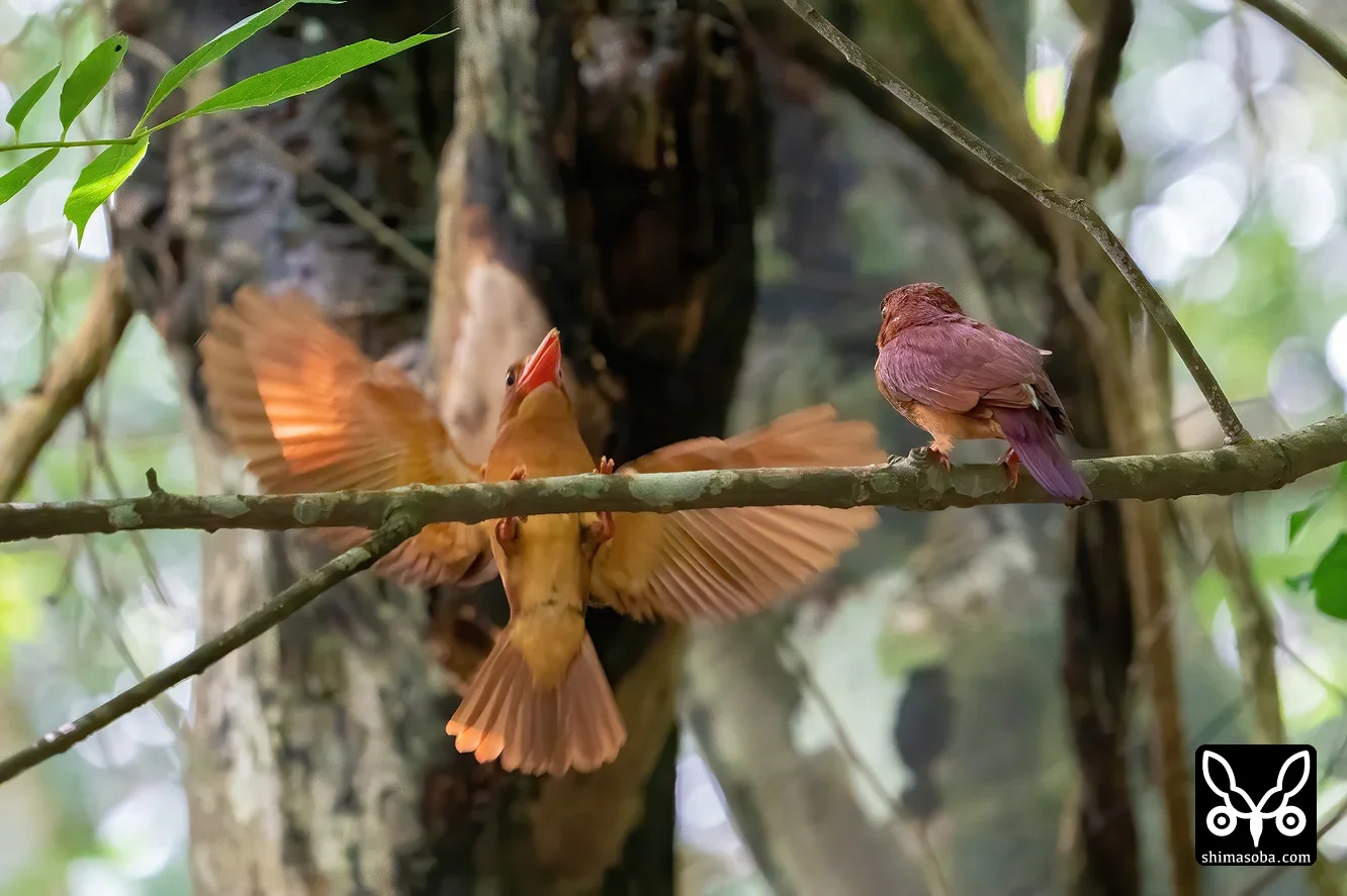 リュウキュウアカショウビン