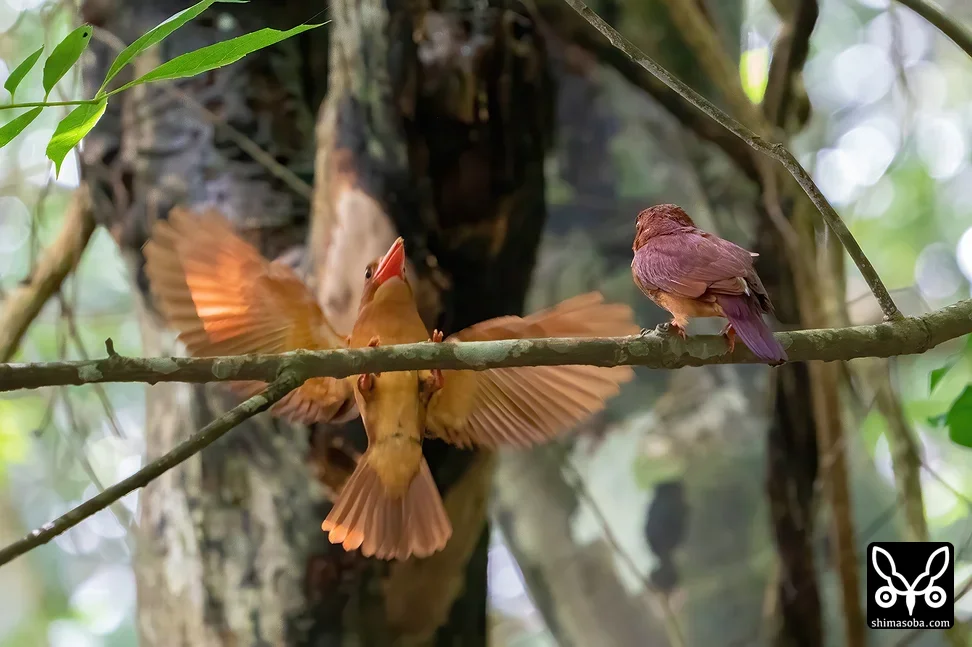 リュウキュウアカショウビン