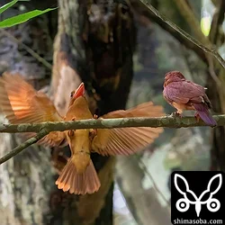 リュウキュウアカショウビン