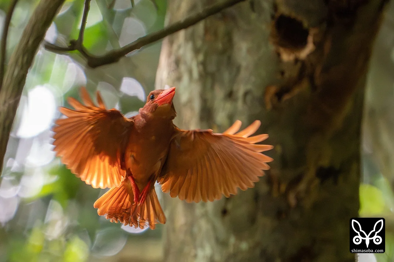 リュウキュウアカショウビン