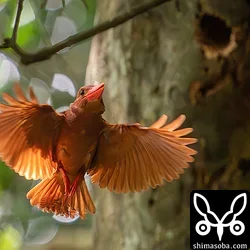 リュウキュウアカショウビン