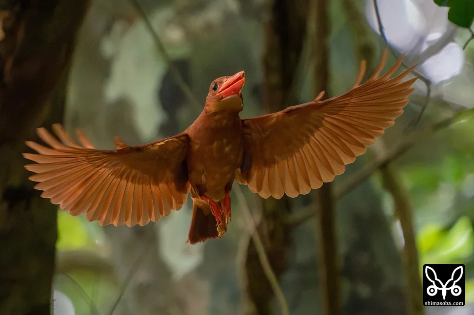 リュウキュウアカショウビン