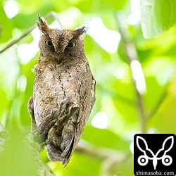 リュウキュウコノハズク