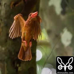 リュウキュウアカショウビン