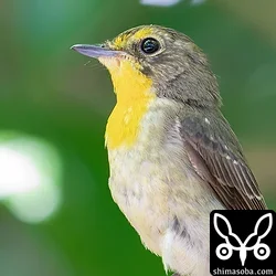 リュウキュウキビタキ