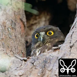 リュウキュウアオバズク