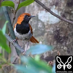 ホントウアカヒゲ