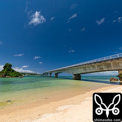 古宇利大橋とアジサシが営巣する岩礁。古宇利大橋付近にはエリグロアジサシとベニアジサシが群れて、小魚を捕まえていました。夏の沖縄らしい風景です。