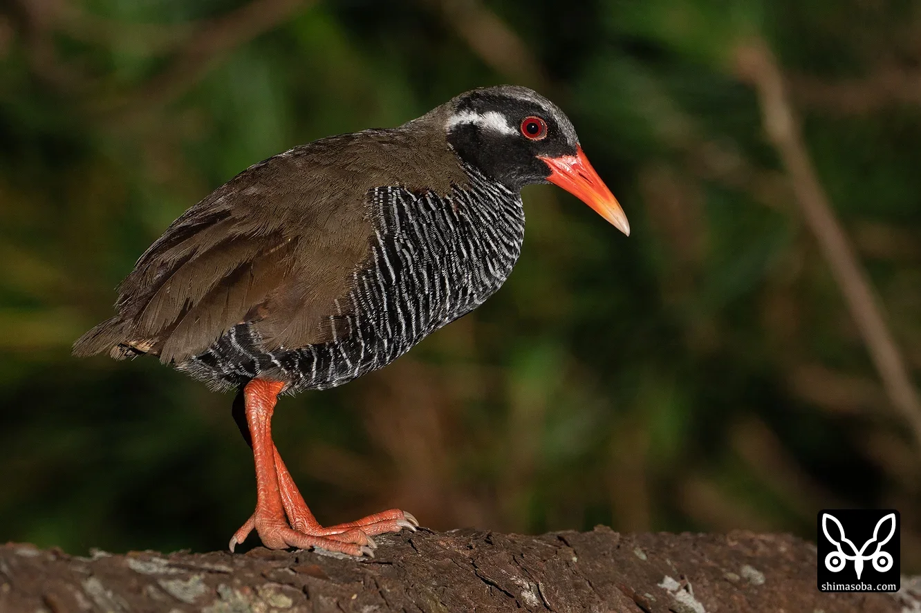 ホントウアカヒゲ--沖縄本島・八重山（石垣島、西表島、竹富島など）で