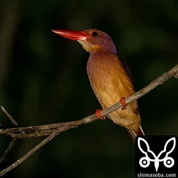 リュウキュウアカショウビン