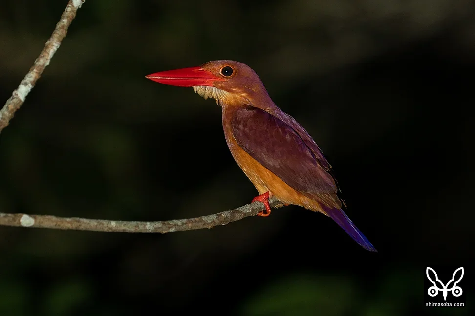 リュウキュウアカショウビン
