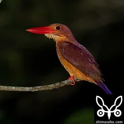 林道のアカショウビン。形態からオスと思われます。