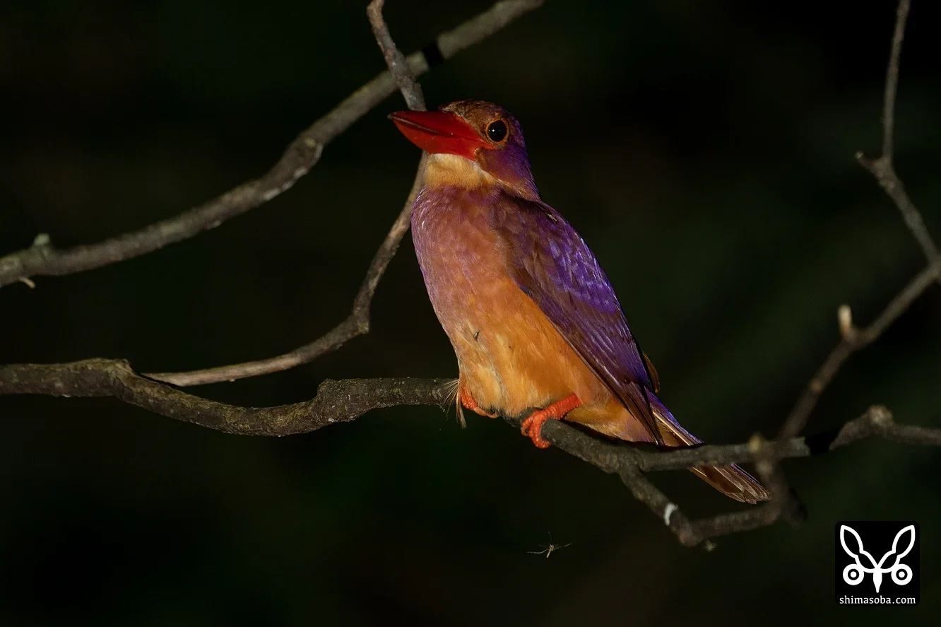 リュウキュウアカショウビン
