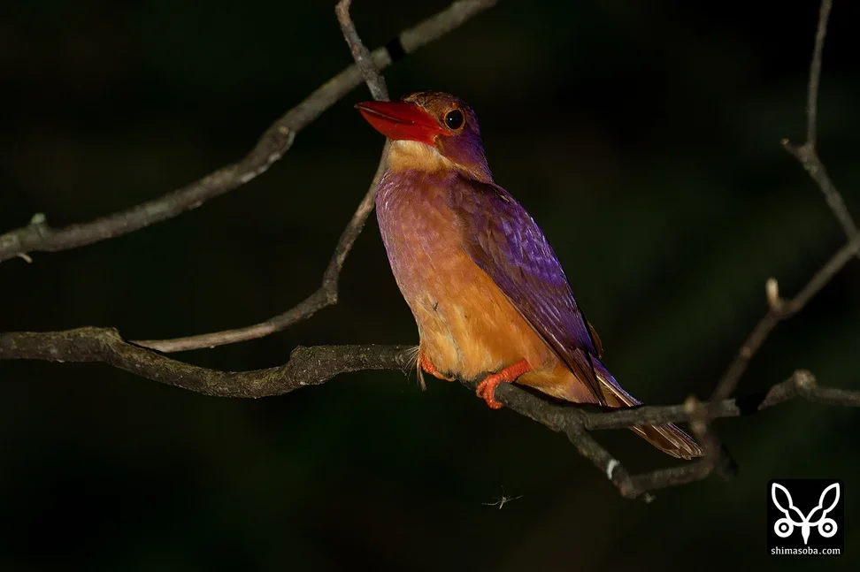 リュウキュウアカショウビン