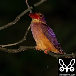 リュウキュウアカショウビン