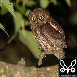 久しぶりの夜探でコノハズクとアカショウビン
