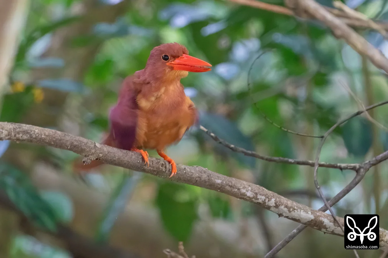 リュウキュウアカショウビン