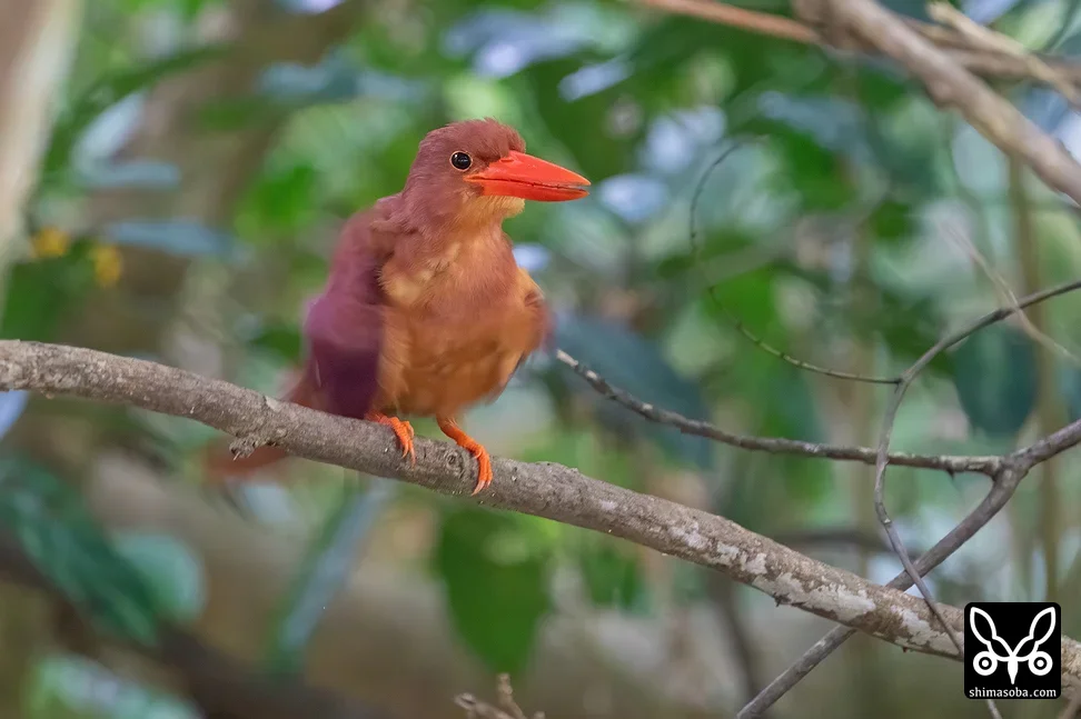 リュウキュウアカショウビン