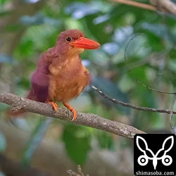 リュウキュウアカショウビン