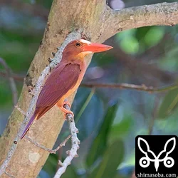 リュウキュウアカショウビン