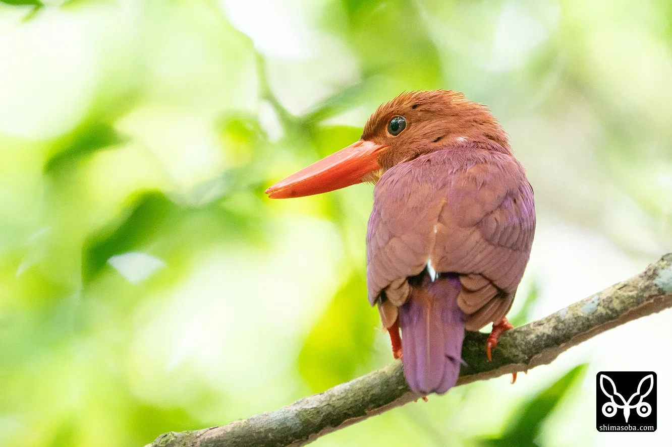 リュウキュウアカショウビン