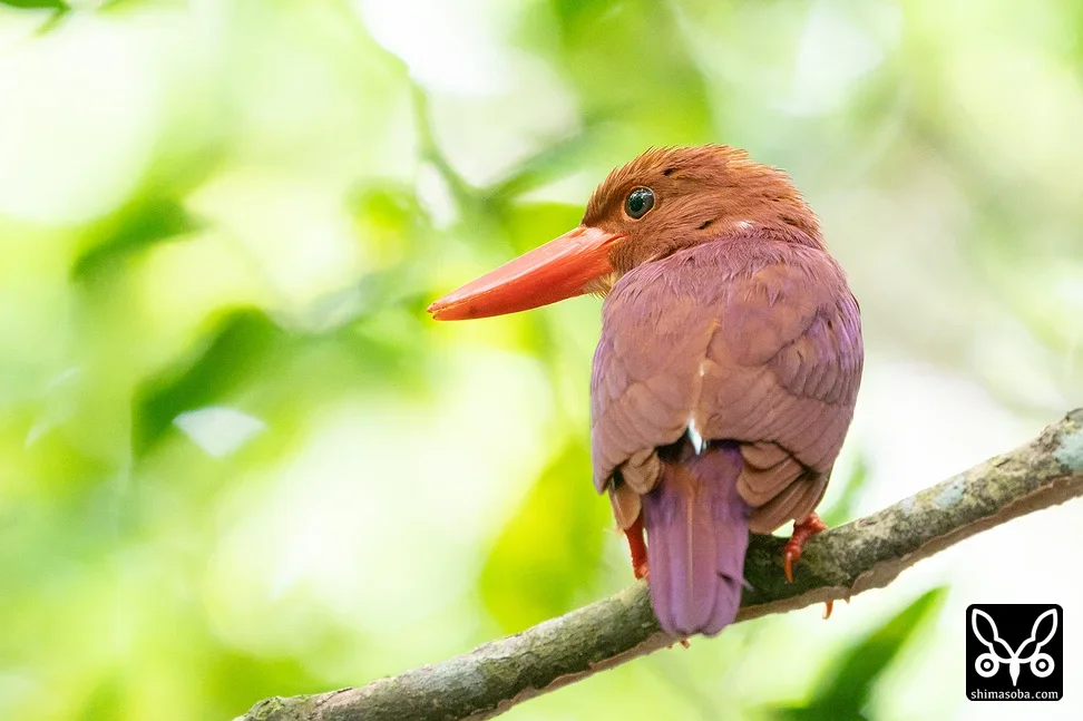 リュウキュウアカショウビン