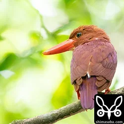 リュウキュウアカショウビン