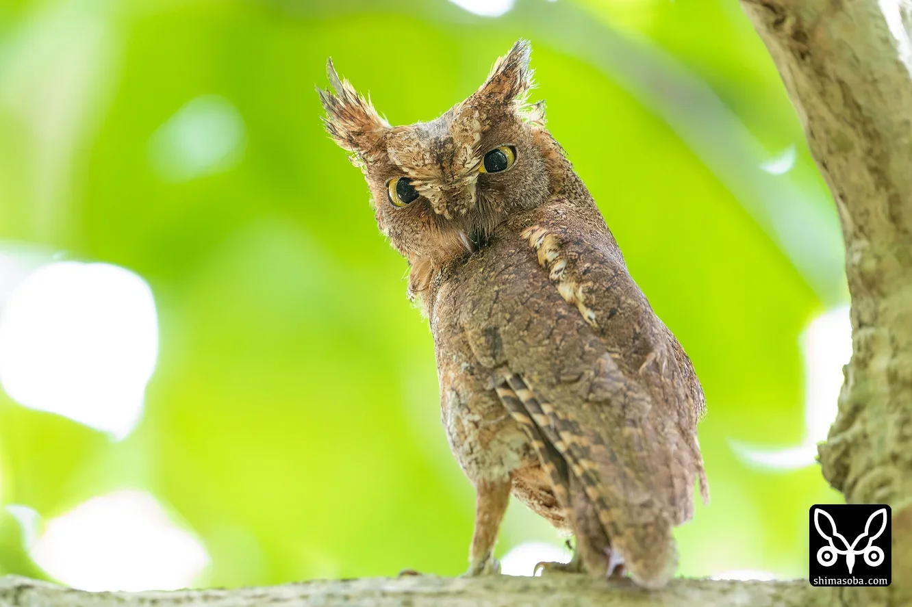 リュウキュウコノハズク