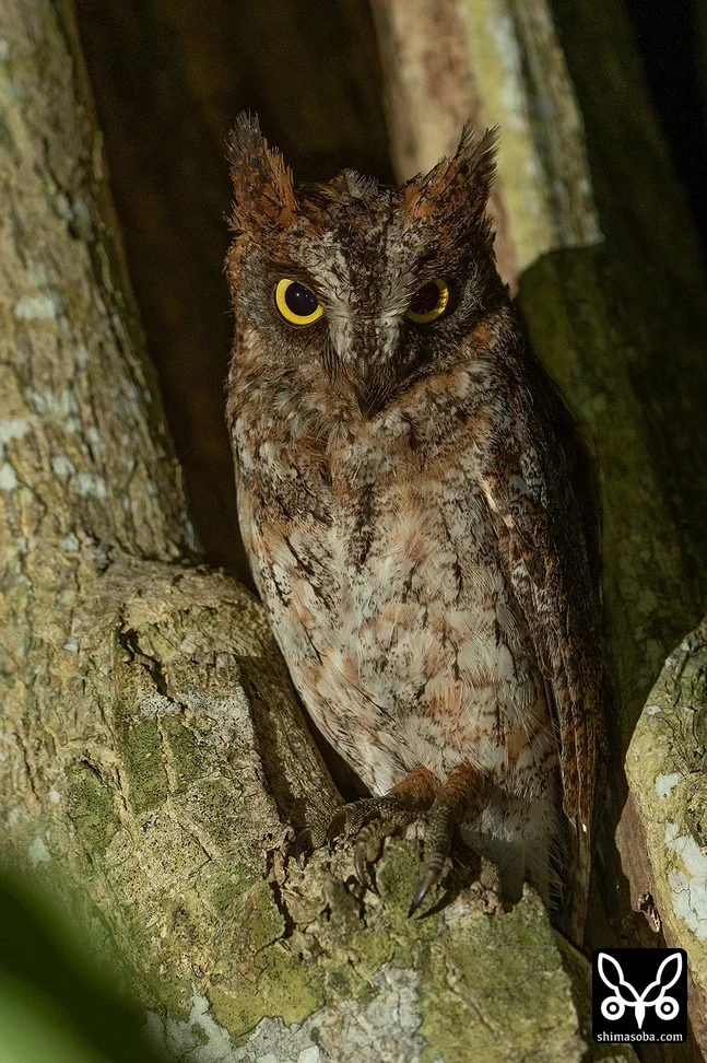 リュウキュウコノハズク