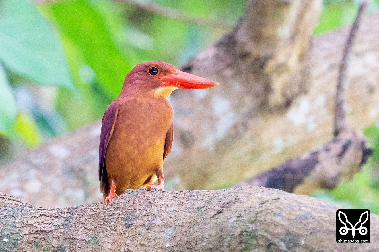 リュウキュウアカショウビン