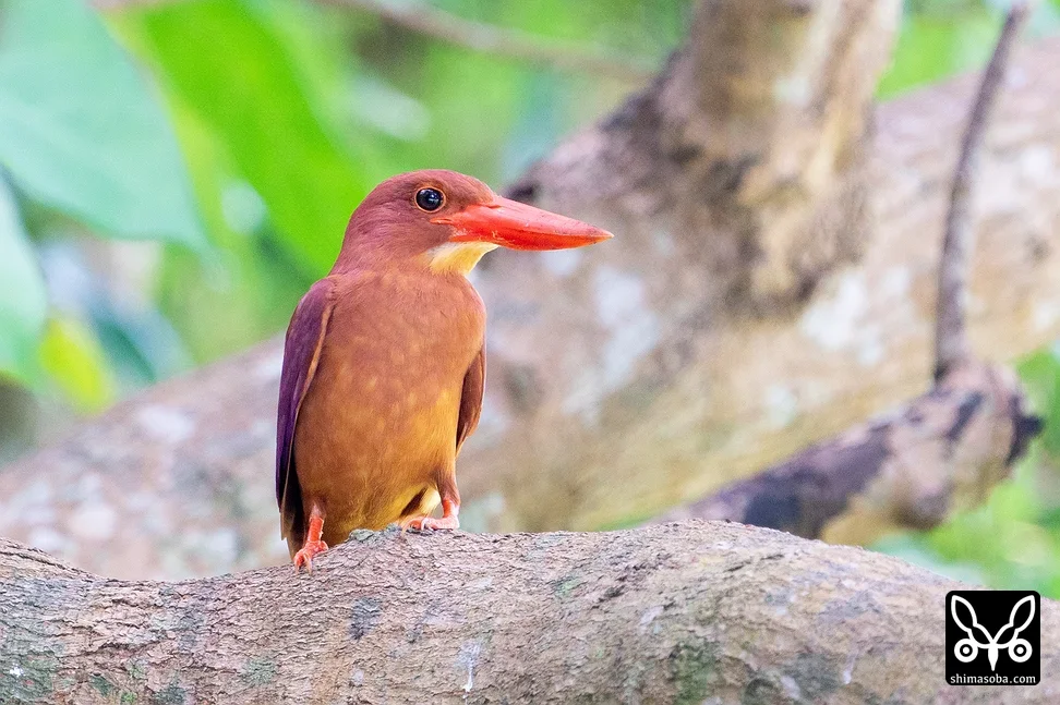 リュウキュウアカショウビン