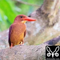 県道沿いにいたアカショウビン。こちらもオスです。