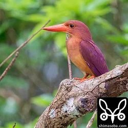 リュウキュウアカショウビン