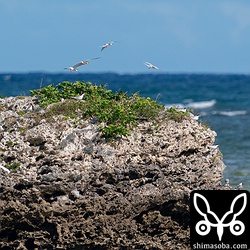 ベニアジサシが営巣する岩礁。写真には20羽ほど写っています。
