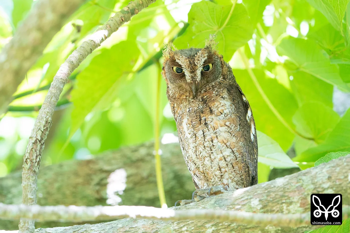 リュウキュウコノハズク