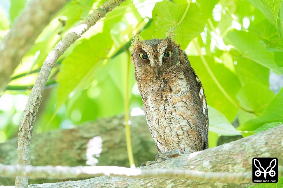 リュウキュウコノハズク