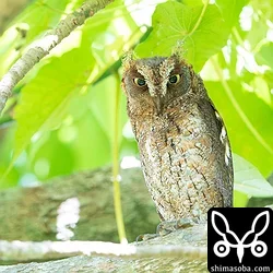 リュウキュウコノハズク