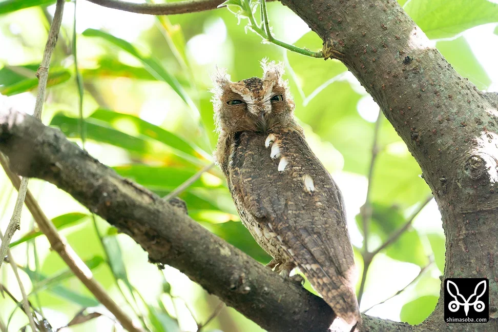 リュウキュウコノハズク