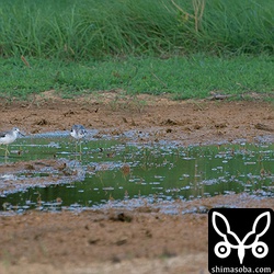 アオアシシギは2カ所合わせて6羽。夏羽から冬羽へ変わりつつあります。