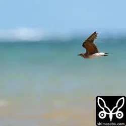 ツバメチドリ