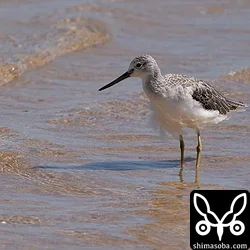 アオアシシギ