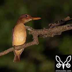 リュウキュウアカショウビン