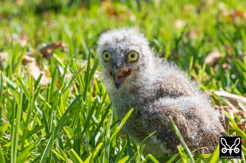 リュウキュウコノハズク