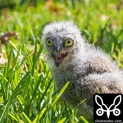 リュウキュウコノハズク